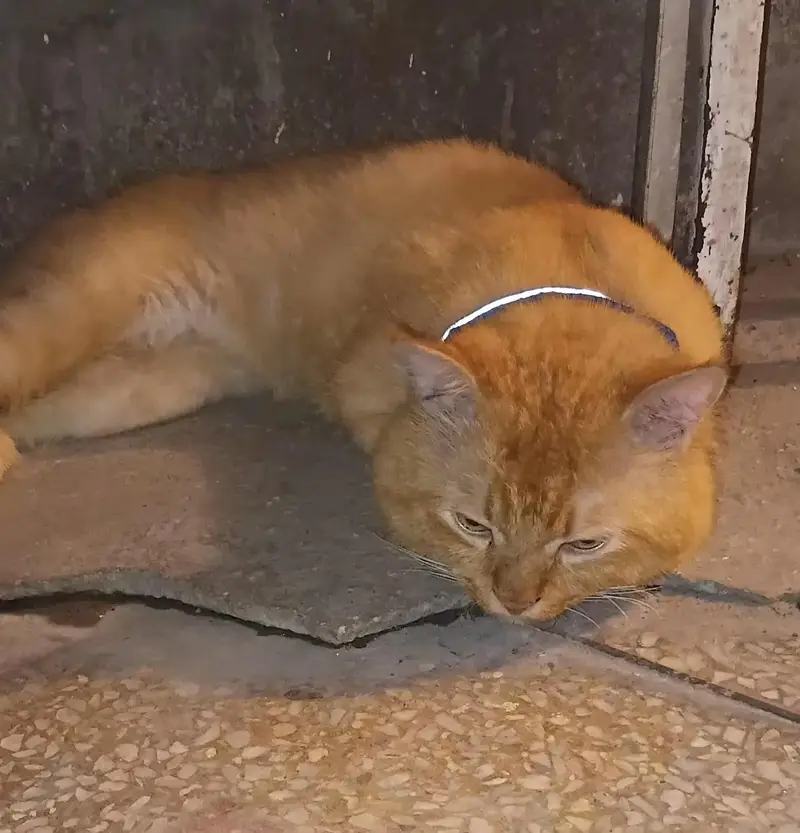 Male cat — photo 3