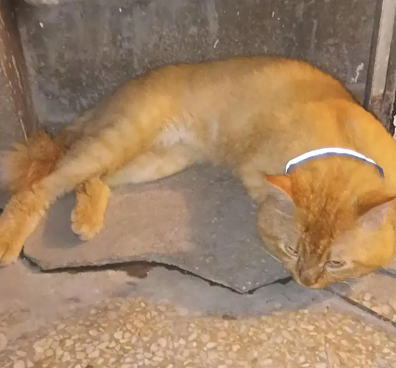 Male cat — photo 4