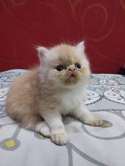 Persian Kittens