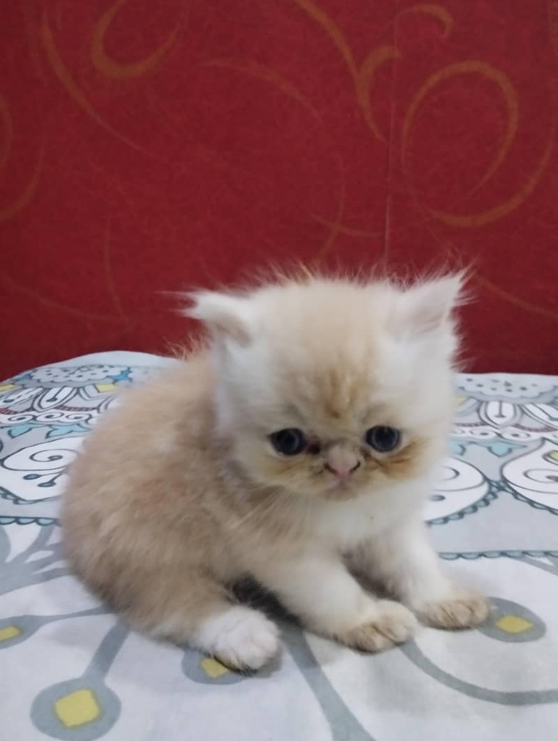 Persian Kittens 1