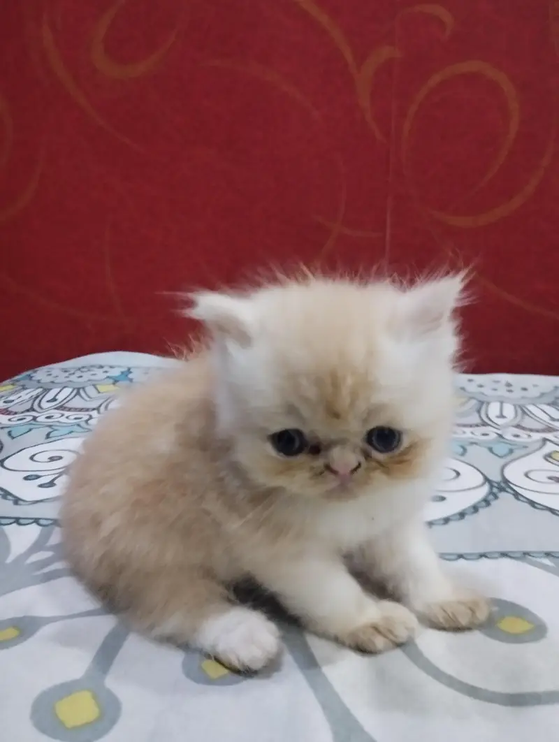 Persian Kittens — photo 2