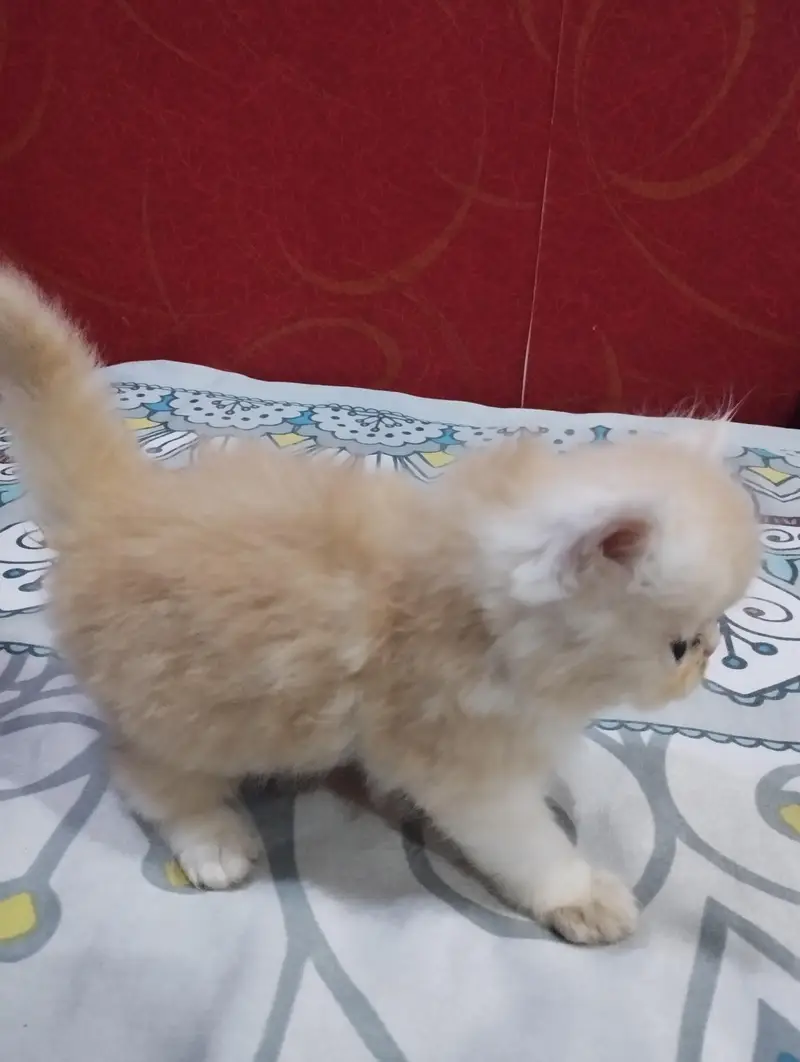 Persian Kittens — photo 3