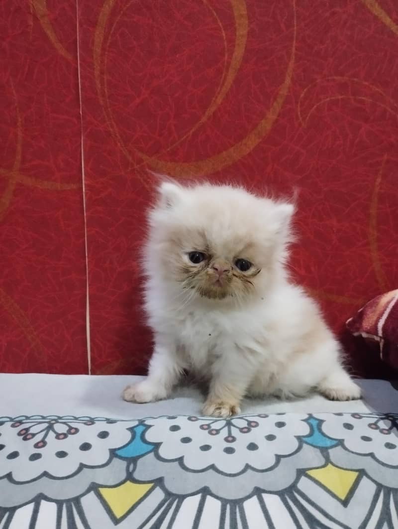 Persian Kittens 3