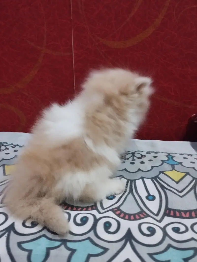 Persian Kittens — photo 5