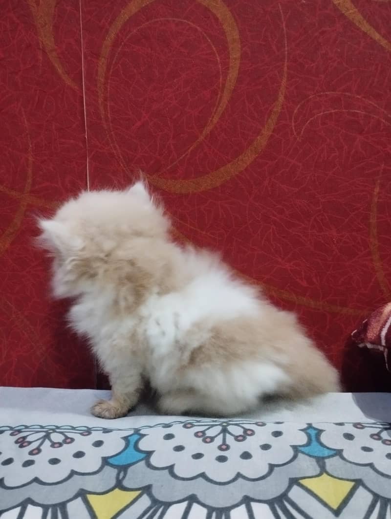 Persian Kittens 5