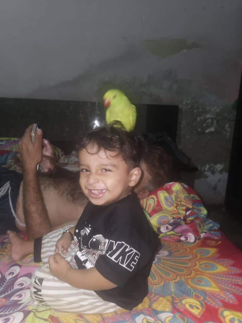parrot 0