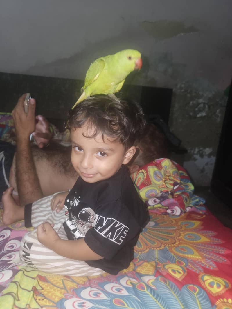 parrot 2