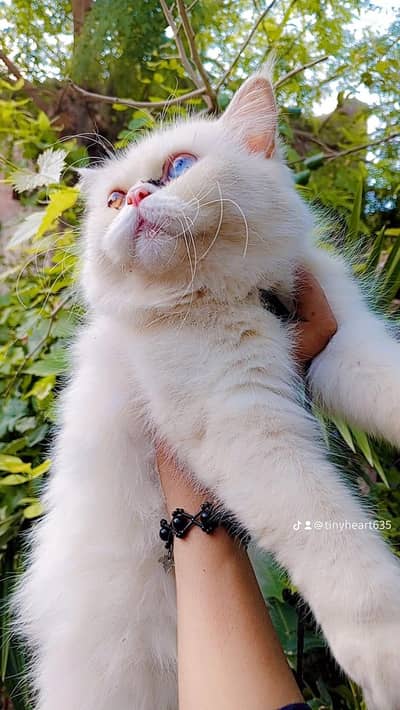 punch face oed eye females cat 3 coat