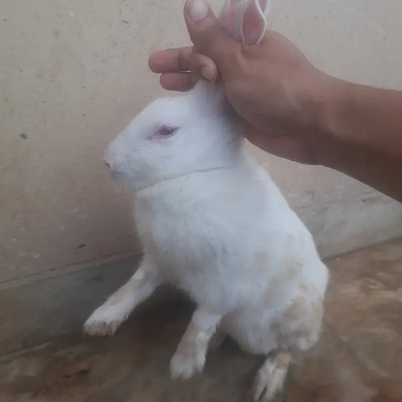 2 female and 1 male White Rabbit for sale