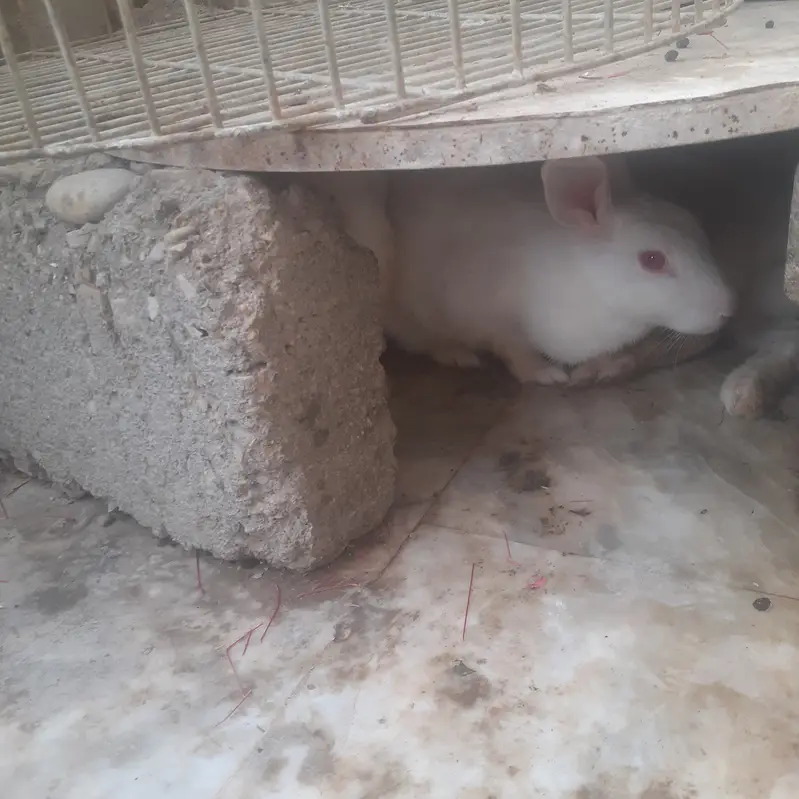 2 female and 1 male White Rabbit for sale — photo 2