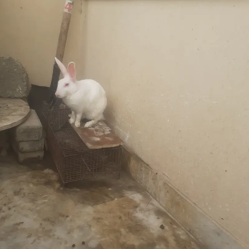 2 female and 1 male White Rabbit for sale — photo 3