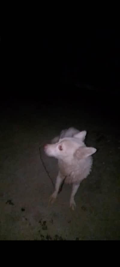 Animal
