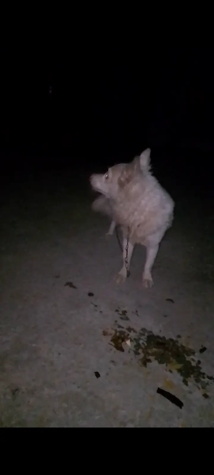 Animal — photo 2