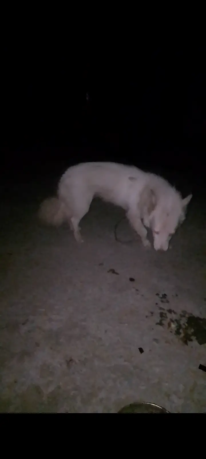 Animal — photo 3