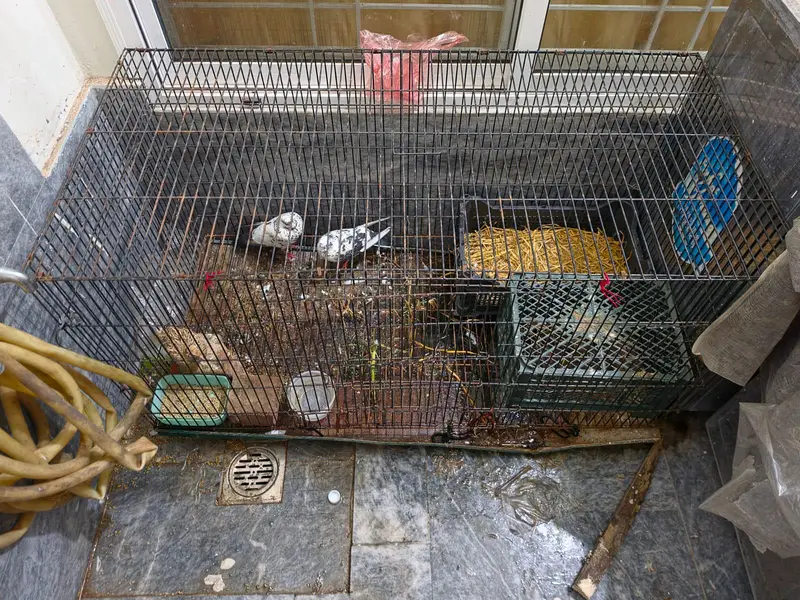 BIG SIZE CAGE FOR ALL TYPE OF ANIMALS — photo 2