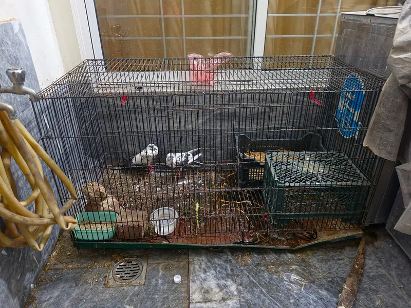 BIG SIZE CAGE FOR ALL TYPE OF ANIMALS — photo 3