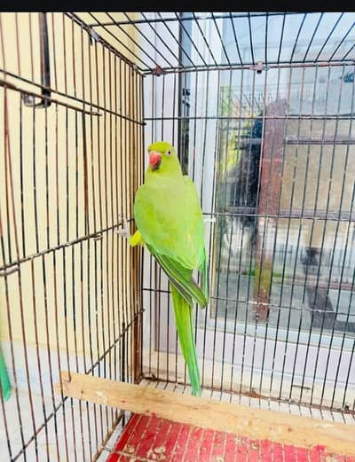 Sami tam final price 3200 03094654348