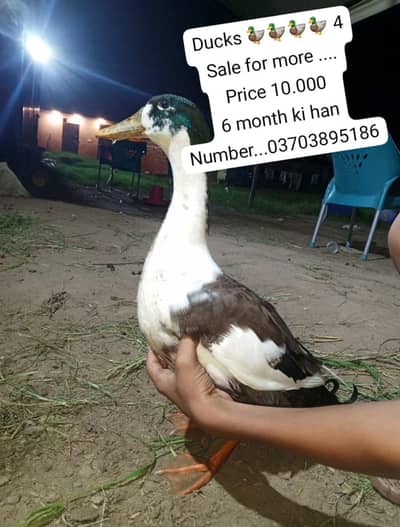 Is number par Rabta kar lo 03703895186