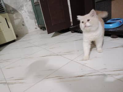 Persian kittens