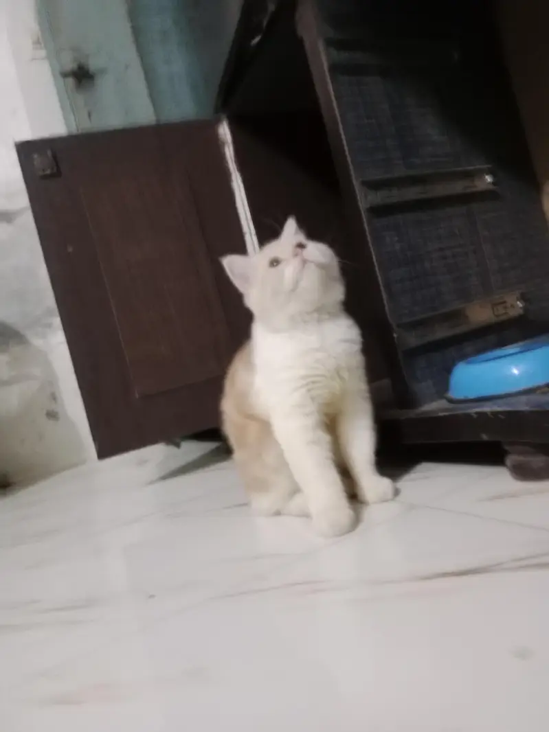 Persian kittens — photo 2