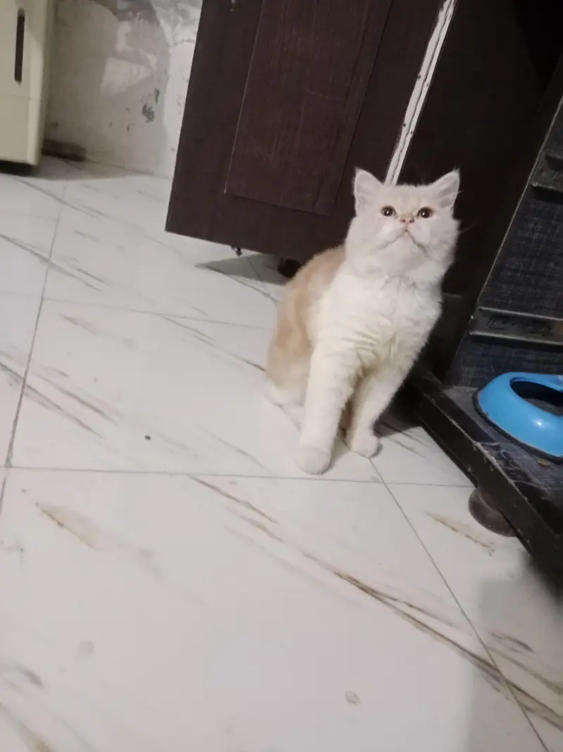 Persian kittens — photo 3