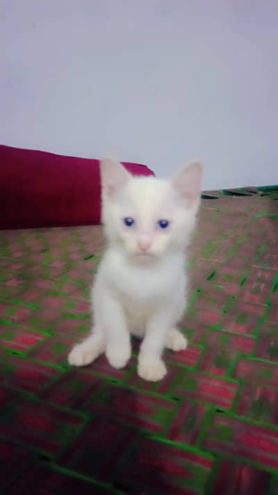 minoo