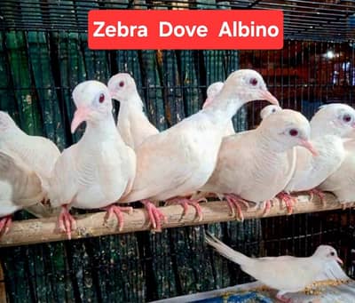 Doves /Doves For Sale /Zebra Dove /Qumri /Fakhta /All kind of Doves