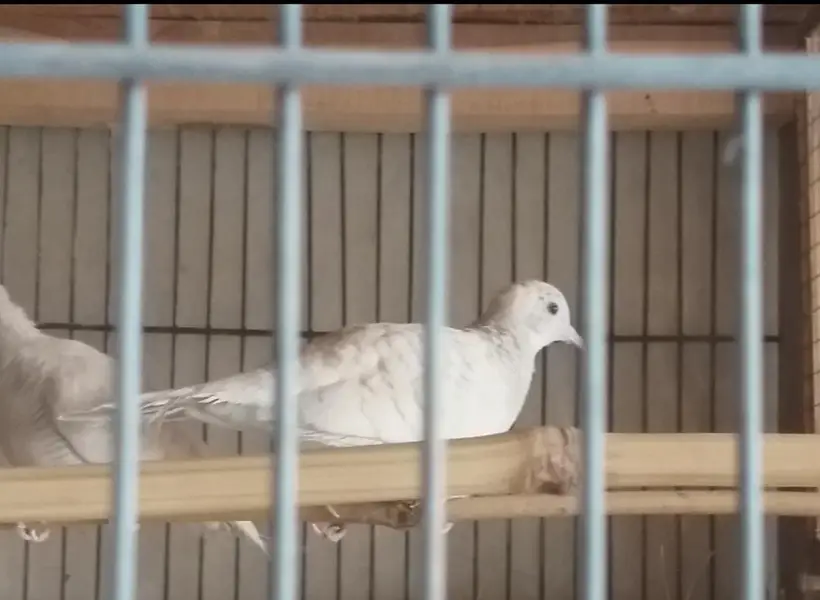 Doves /Doves For Sale /Zebra Dove /Qumri /Fakhta /All kind of Doves — photo 2