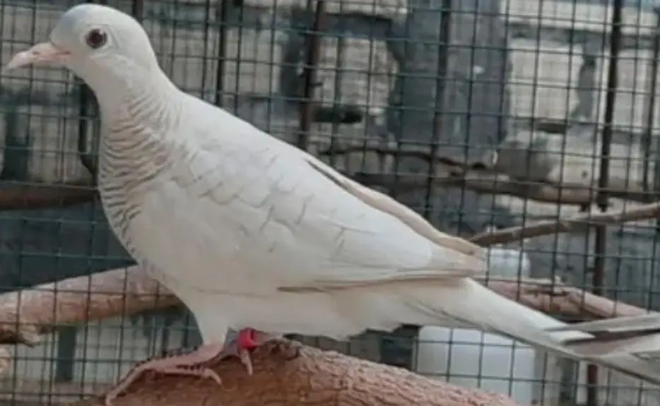 Doves /Doves For Sale /Zebra Dove /Qumri /Fakhta /All kind of Doves — photo 3