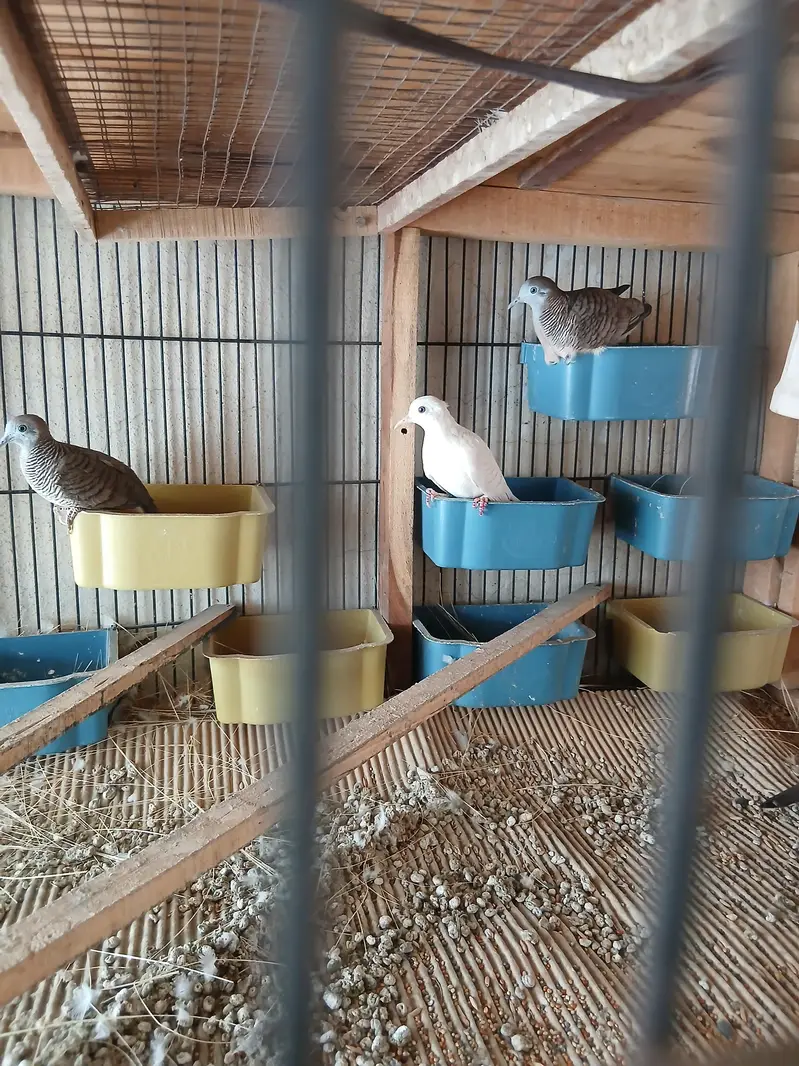 Doves /Doves For Sale /Zebra Dove /Qumri /Fakhta /All kind of Doves — photo 5