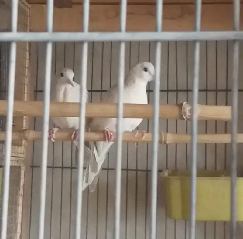 Doves /Doves For Sale /Zebra Dove /Qumri /Fakhta /All kind of Doves — photo 6