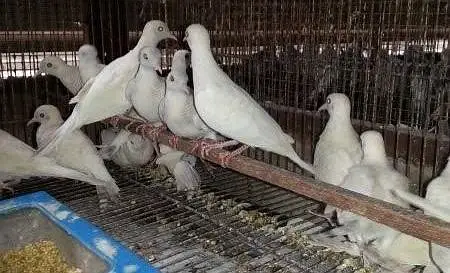 Doves /Doves For Sale /Zebra Dove /Qumri /Fakhta /All kind of Doves — photo 7
