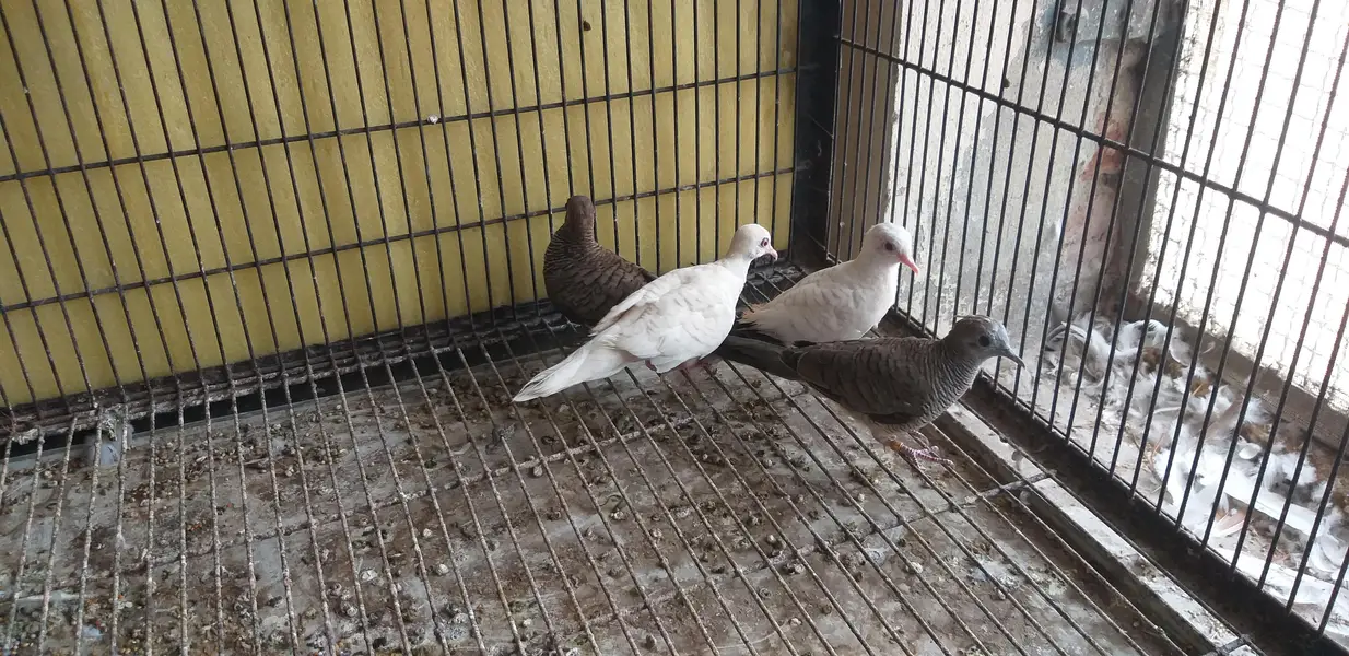 Doves /Doves For Sale /Zebra Dove /Qumri /Fakhta /All kind of Doves — photo 8