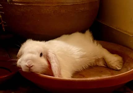 Holland lop bunny