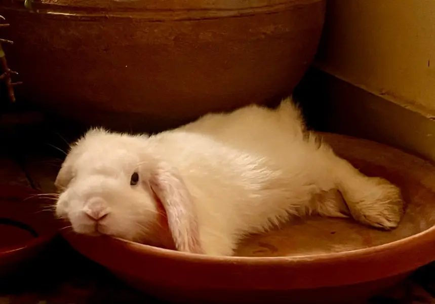 Holland lop bunny