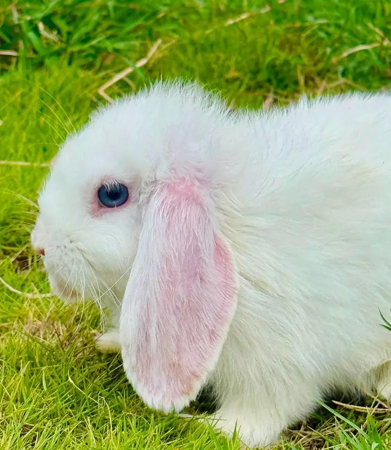 Holland lop bunny — photo 2