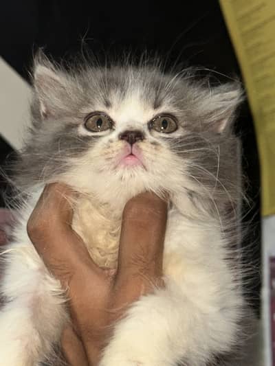 Persian semi punch face