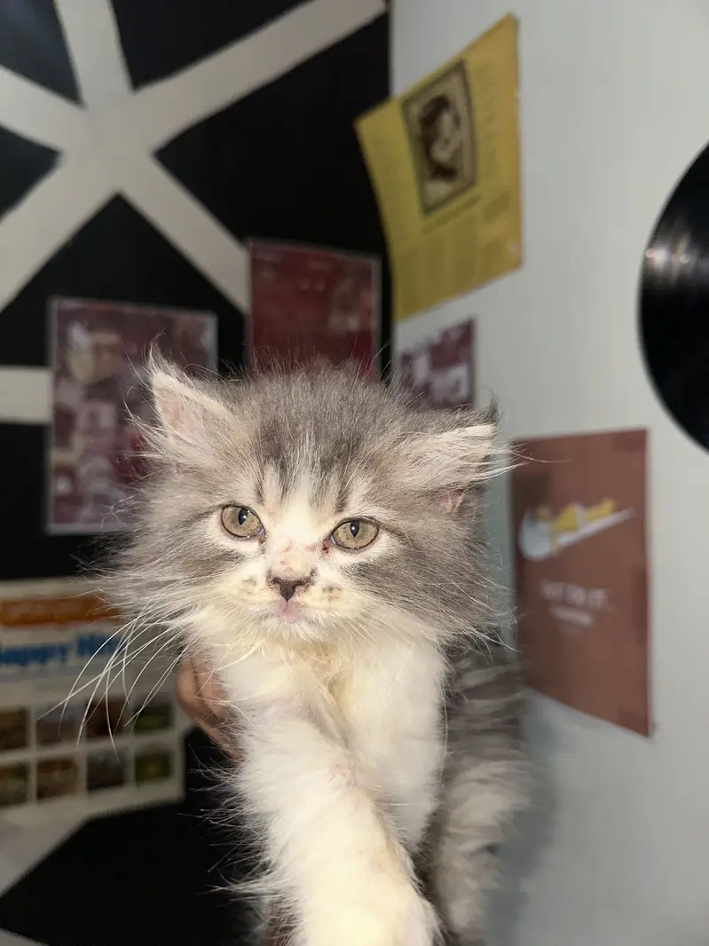 Persian semi punch face — photo 2