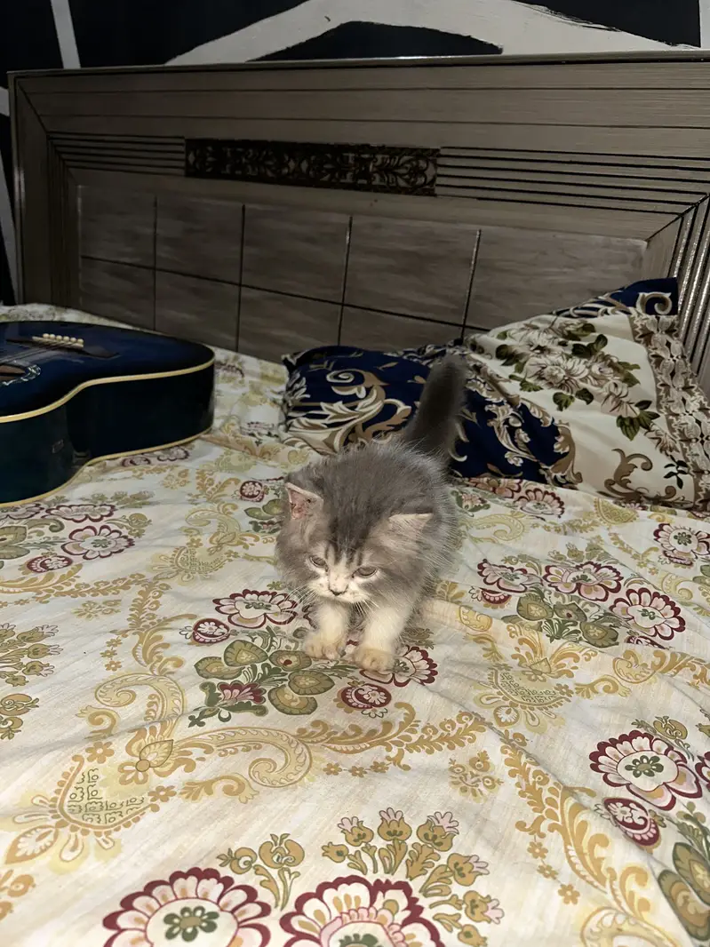 Persian semi punch face — photo 3