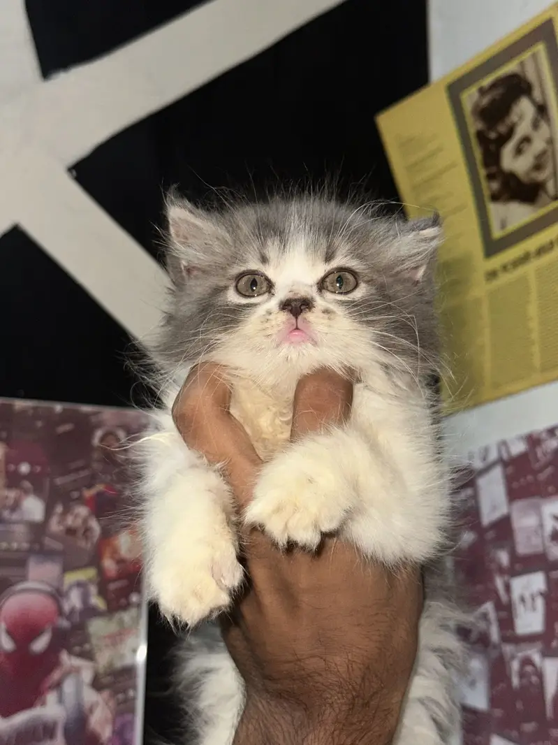 Persian semi punch face — photo 6