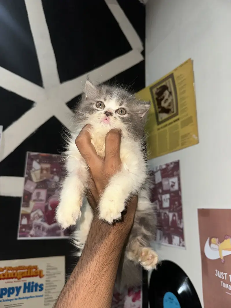 Persian semi punch face — photo 7