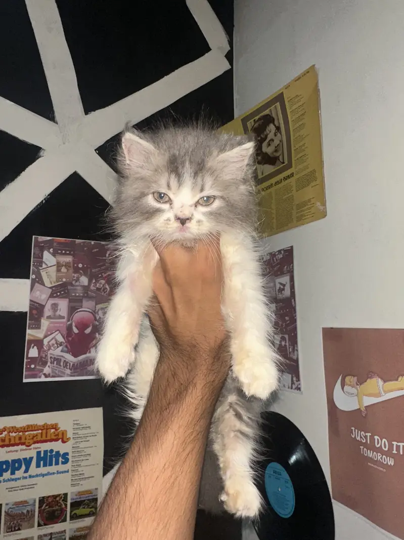 Persian semi punch face — photo 8