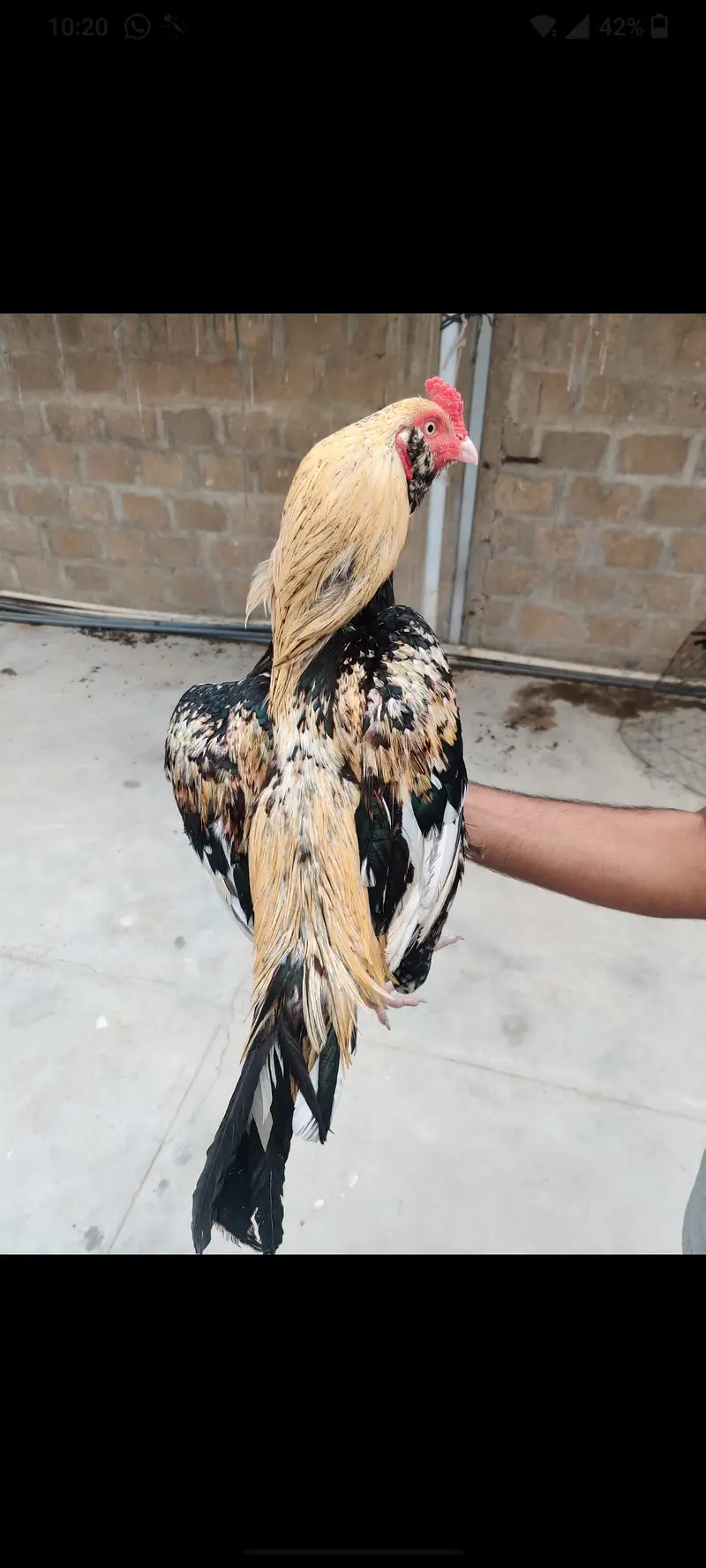 Java Aseel mianwali bloodline — photo 2