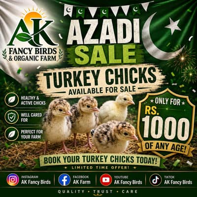 Turkey female  and  Fertile eggs and chicks available