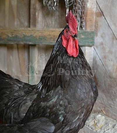 austrolop rooster