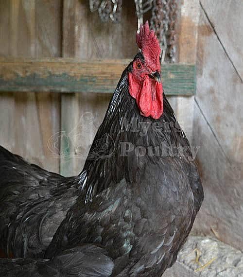 austrolop rooster 0