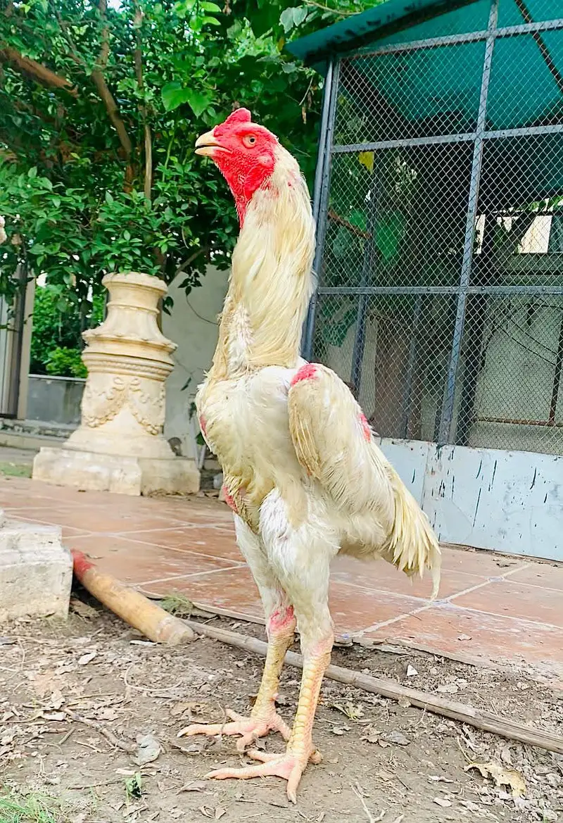 pure white shamo male for sale+92 311 6134162 — photo 2