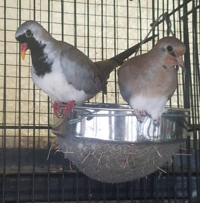 Cape Dove /Doves /Doves For Sale /Qumri /Fakhta /All kind of Doves