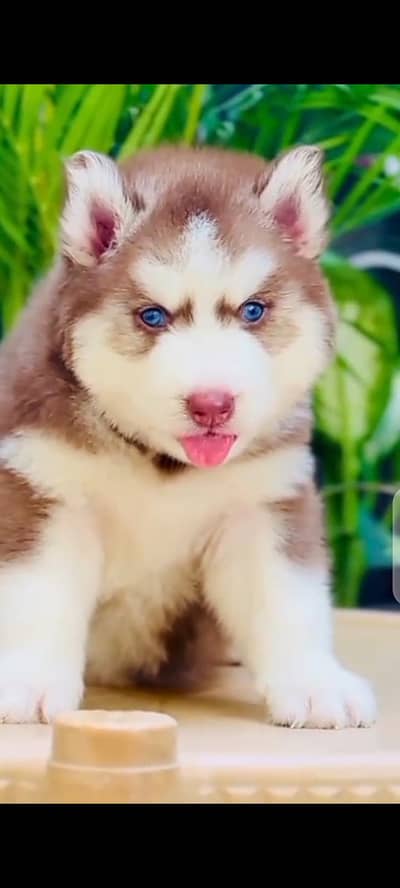 saiberan husky puppy,03340416021 my WhatsApp