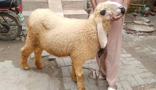 health sheep for sale